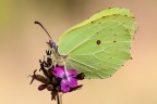 Gonepteryx rhamni Gonepteryx rhamni