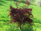 la natura in gabbia la natura in gabbia