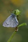 Glaucopsyche alexis Glaucopsyche alexis