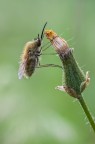 Bombylius 2 Bombylius 2