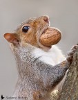 Squirrel Squirrel