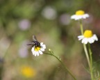 La mosca La mosca