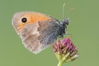 Ancora Coenonympha... Ancora Coenonympha...