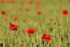 Maggio. E' difficile resistere. Almeno una Maggio. E' difficile resistere. Almeno una