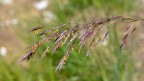 Graminacea fiorita