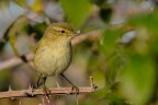 Lu� piccolo (Phylloscopus collybita)