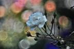 La Rosa Bianca .. La Rosa Bianca ..