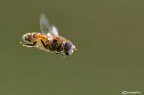 Eristalis sp. in volo Eristalis sp. in volo
