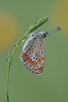 Aricia agestis