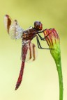 Sympetrum pedemontanum Sympetrum pedemontanum