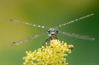 Macrolibellula Macrolibellula