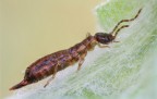 Forficula auricularia Linnaeus, 1758 -