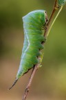 Bruco di Cerura vinula