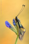 Libelloides.... Libelloides....