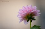 fiore fiore