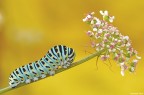 Papilion machaon