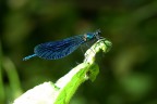 Insetto (libellula?) Insetto (libellula?)