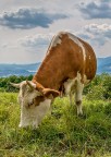 Muuuu Muuuu