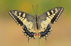 Papilio.....