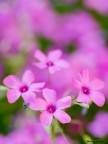 pink paradise pink paradise