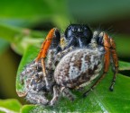 Shelob Shelob