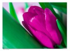 Green & Pink Green & Pink