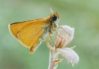 Tymelicus Sylvestris... Tymelicus Sylvestris...