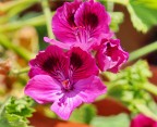 Il colore Viola Il colore Viola