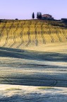 Golden Wheat - Val D'Orcia