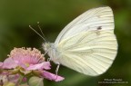 Pieris rapae