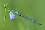 Platycnemis Pennipes Platycnemis Pennipes