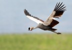Gru incoronata al volo Gru incoronata al volo