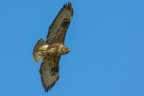 Poiana (Buteo buteo)