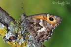 Hipparchia blachieri (Fruhstorfer 1908) Hipparchia blachieri (Fruhstorfer 1908)