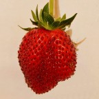 La fragola La fragola