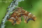 Polygonia c-album (Linnaeus, 1758) Polygonia c-album (Linnaeus, 1758)