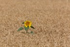 Il solitario Il solitario
