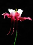 Aquilegia5 Aquilegia5