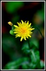 yellow yellow