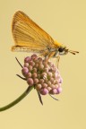 Thymelicus lineola Thymelicus lineola