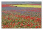 Campagne di Castelluccio Campagne di Castelluccio