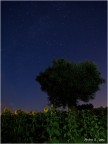 notturno notturno