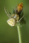 Thomisus onustus (thomisidae) Thomisus onustus (thomisidae)