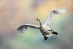 Cigno Cigno