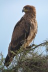 Aquila? Aquila?