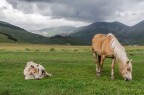 Castelluccio, non solo colori.....