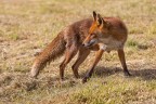FOX FOX