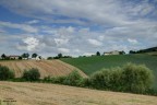 Campagna marchigiana a Luglio Campagna marchigiana a Luglio