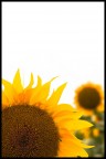 Girasole