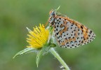 Melitaea dydima...